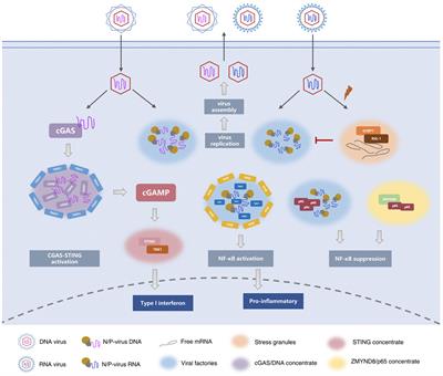 Phase separation drives the formation of biomolecular condensates in the immune system